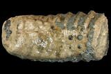 Partial Southern Mammoth Molar - Hungary #149860-3